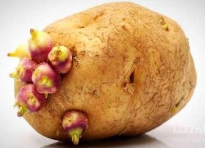 جلوگیری از جوانه زدن سیب زمینی با 6 ترفند ساده جلوگیری از جوانه زدن سیب زمینی با 6 ترفند ساده